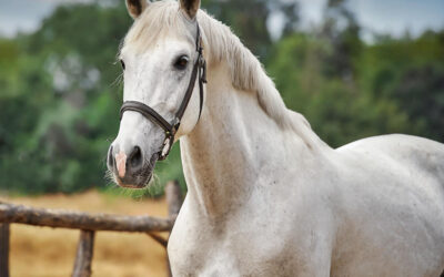 Aide à la gestion des ulcères gastriques des chevaux