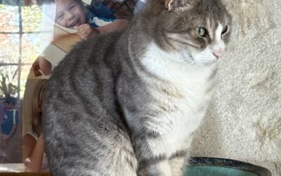 Merlin et syndrome du chat tigre
