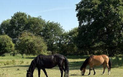 La digestion chez le cheval