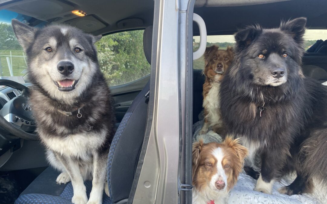 Une meute de chiens atypique